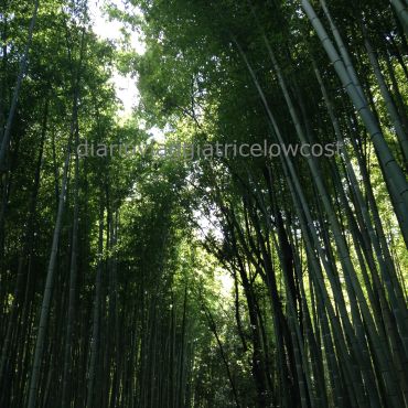 foresta bambu arashiyama